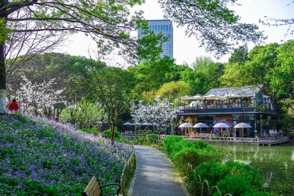 春风有信  城现四季 | 太湖广场的樱花之约
